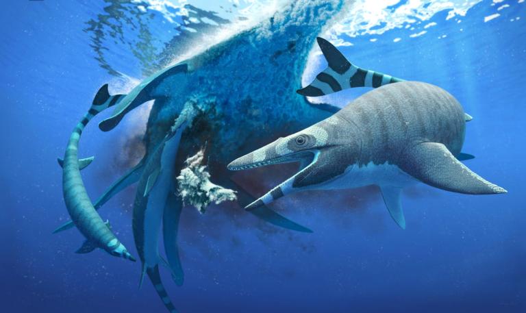 Nieuw beschreven mosasaurus-soort was een ‘zwemmend decoupeerzaagje